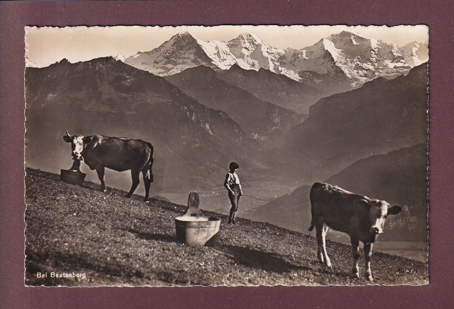 Bei BEATENBERG - Kühe - 1946