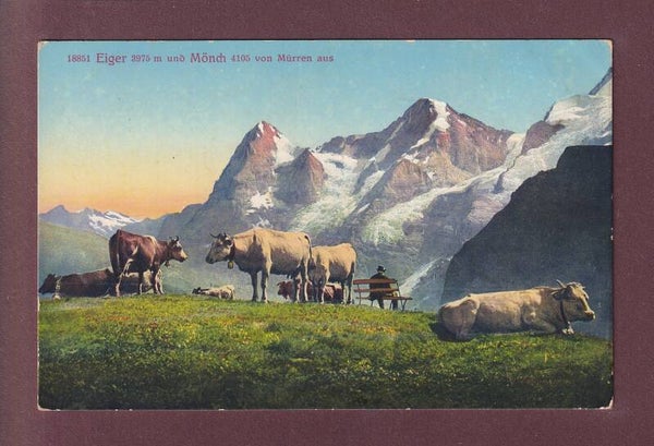 MÜRREN - Eiger - Mönch - Kühe - 1917 Feldpost
