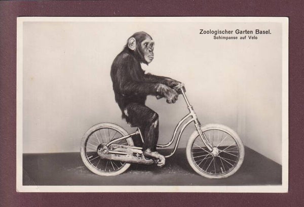 BASEL - Zoo - Shimpanse auf Velo - 1937 // Falte //