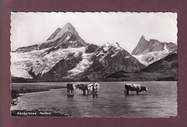 BACHALPSEE - Faulhorn - Kühe - 1956
