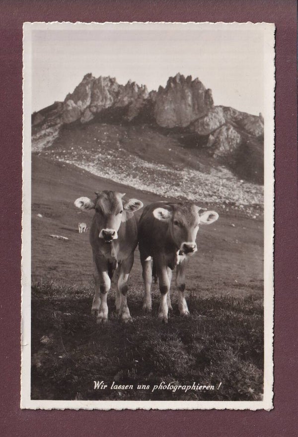 Davos - KÜHE - Wir lassen uns photographieren - 1946