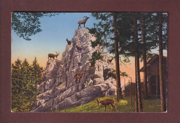 ST. GALLEN - Wildpark Peter & Paul - Steinbock