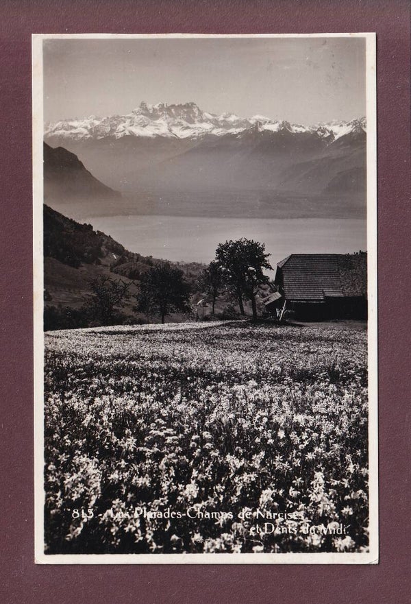 LES PLEIADES - Champs de Narcisses - Dents du Midi - 1930