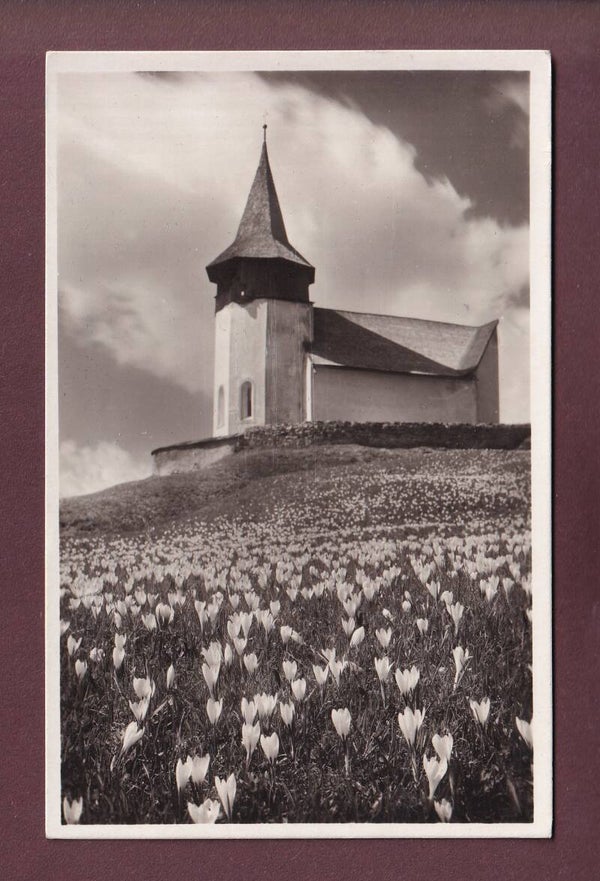 DAVOS - Frauenkirchli - Krokus