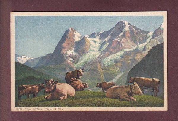 EIGER - MÖNCH - Kühe