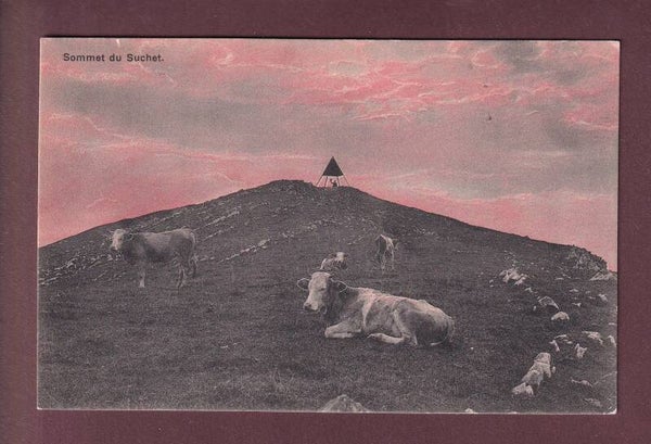 Sommet du SUCHET - Vaches