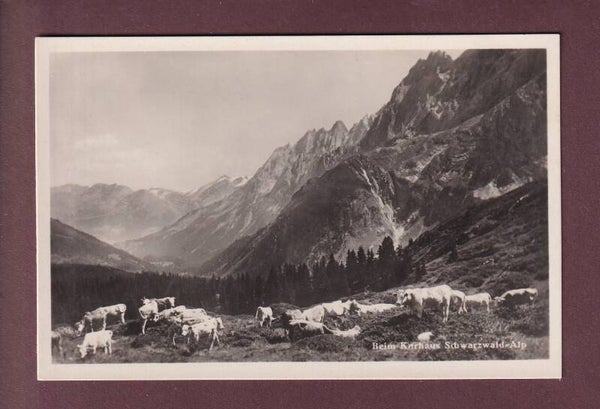 Beim Kurhaus SCHWARZWALD-ALP - Kühe