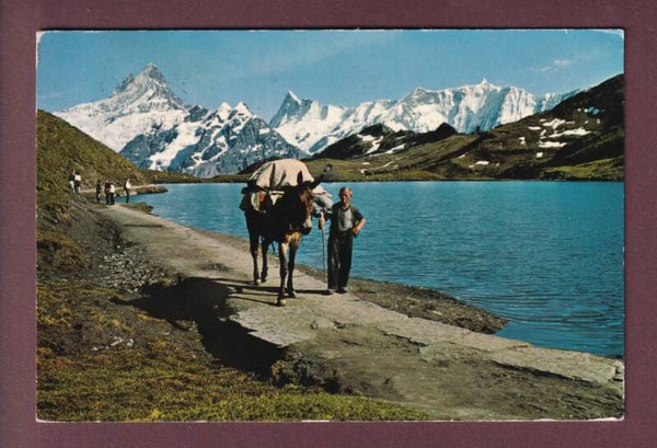 Am BACHALPSEE - Maultiertransport - 1970