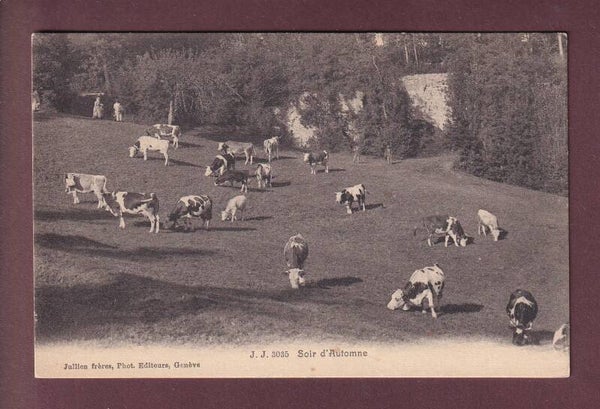 Soir d'automne à l'alpage - VACHES