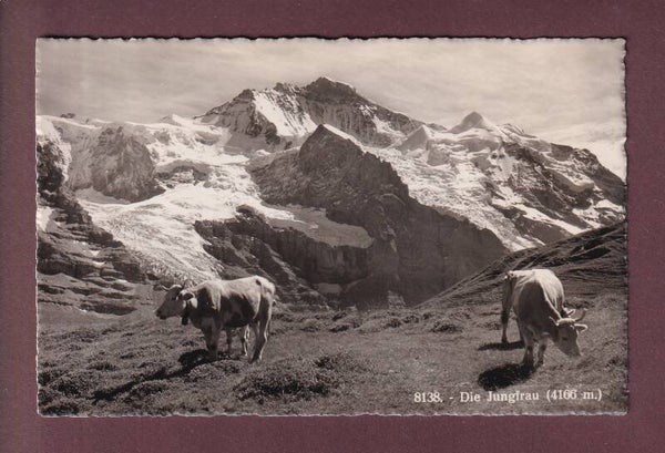 JUNGFRAU - Kühe