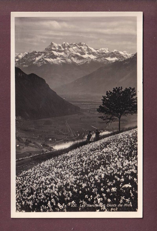 NARCISSES et Dents du Midi