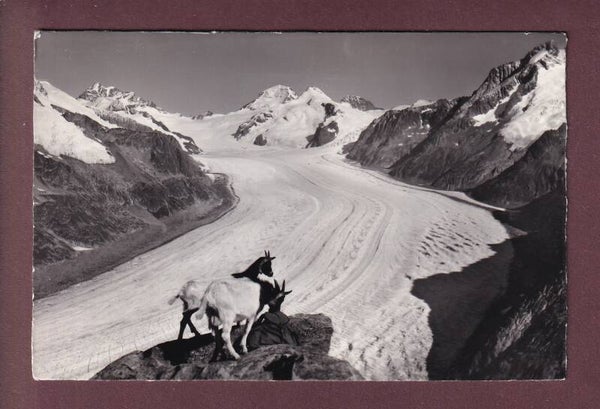 Eggishorn - ALETSCHGLETSCHER - Ziege - 1959