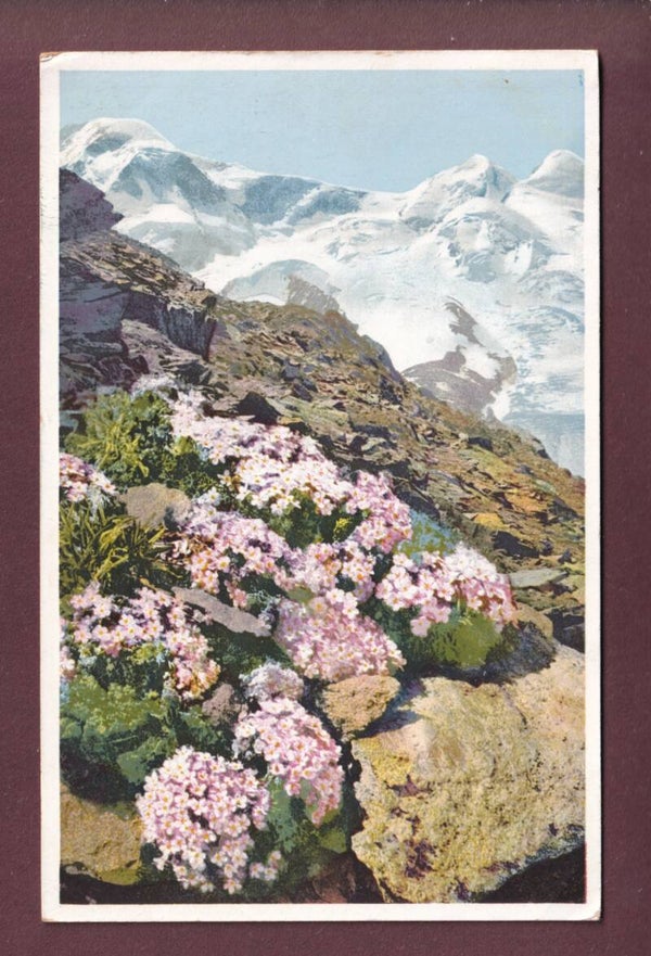 GORNERGRAT - Androsace glacialis - 1930 Feldpost