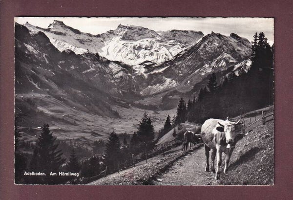Adelboden - Am HÖRNLIWEG - Kühe