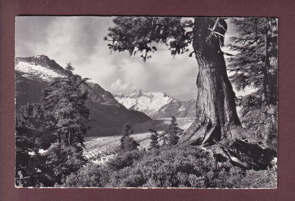 Im ALETSCHWALD - Aletschgletscher - 1968