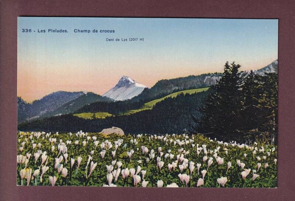LES PLEÏADES - Champ de crocus - Dent de Lys
