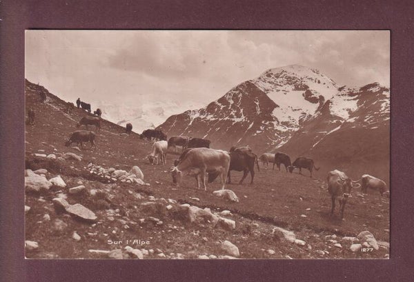 Sur l'ALPE - Vaches