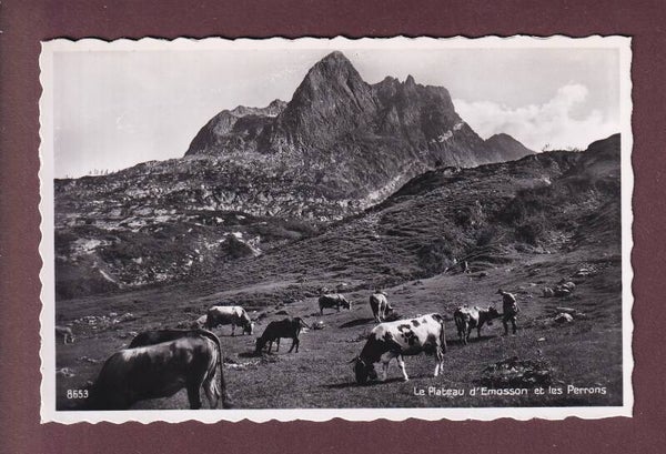 Plateau d'EMOSSON - Vaches - Les Perrons