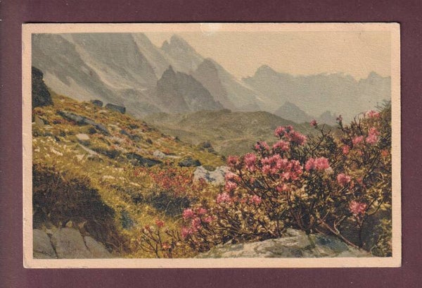 Bergrosen auf BUSENALP - Gspaltenhorn