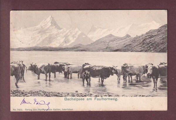 BACHALPSEE am Faulhornweg - Kühe - 1903