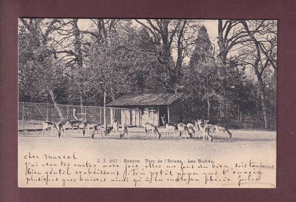 GENEVE - Parc de l'Ariana - Les Biches - 1904
