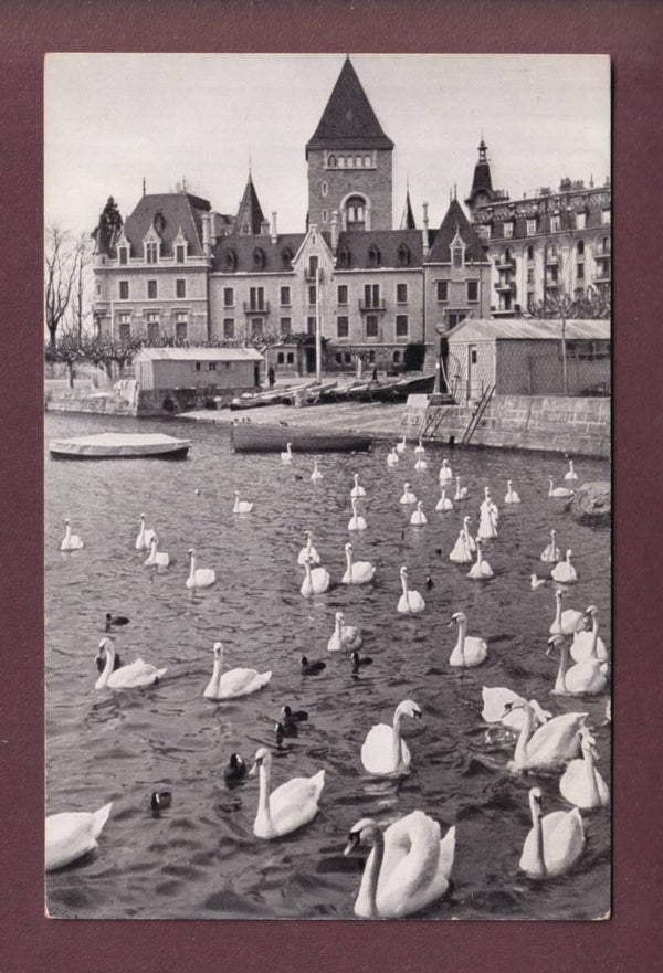 LAUSANNE - Château d'Ouchy - Cygnes