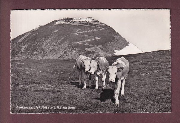 FAULHORNGIPFEL - Hotel - Kühe