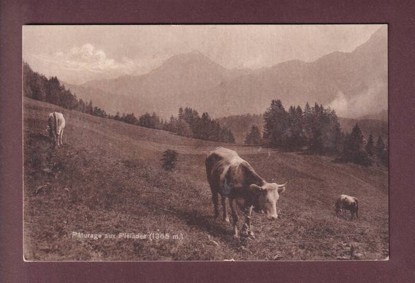 Pâturage aux PLEÏADES - Vaches