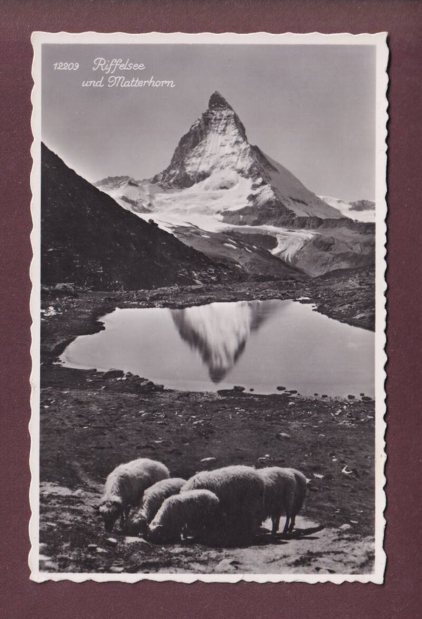 Riffelsee - MATTERHORN - Schafherde