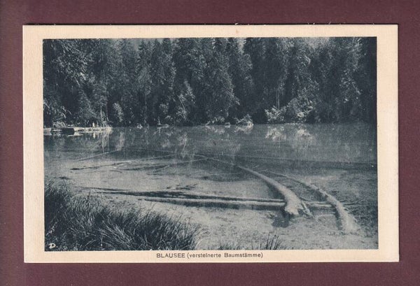 BLAUSEE - Versteinerte Baumstämme