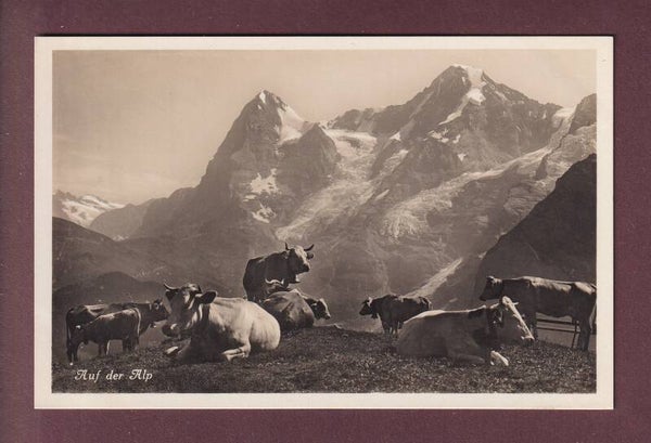 Auf der ALP - Kühe