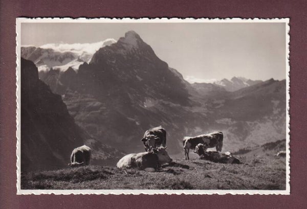 GROSSE SCHEIDEGG - Kühe