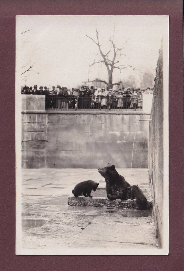 BERN - Bärengraben - 1926