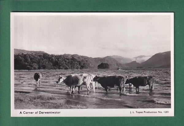 A corner of DERWENTWATER - Cow
