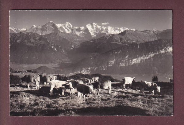 BEATENBERG-NIEDERHORN - Untere Burgfeldalp - Kühe