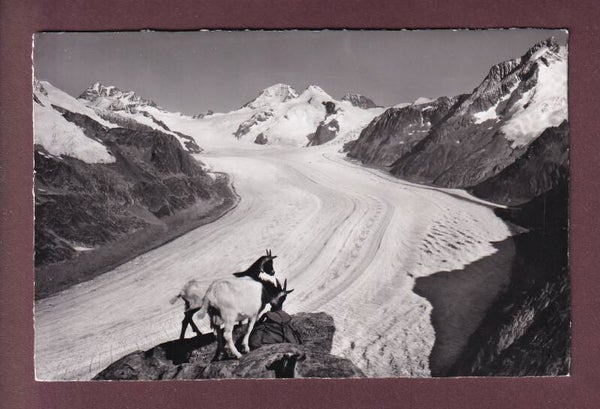 ALETSCHGLETSCHER - Ziege