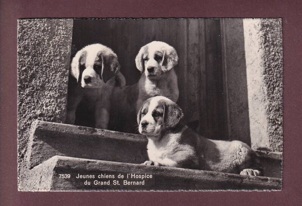 GRAND-SAINT-BERNARD - Jeunes chiens - 1950