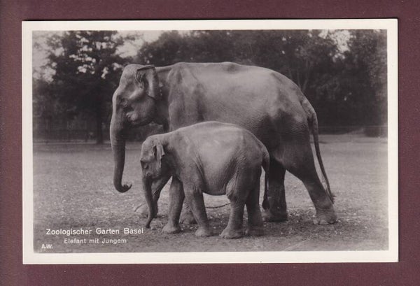 BASEL - Zoo - Elefant mit Jungem