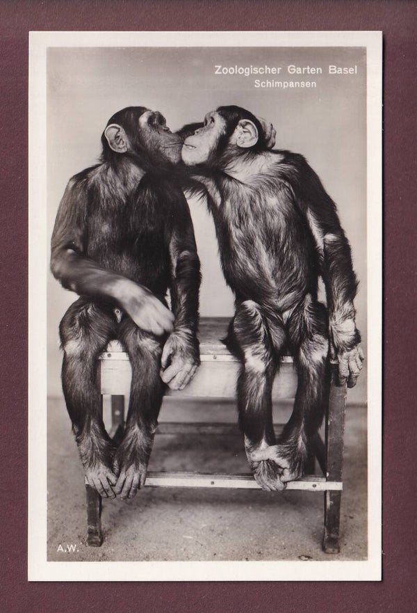 BASEL - Zoo - Schimpansen