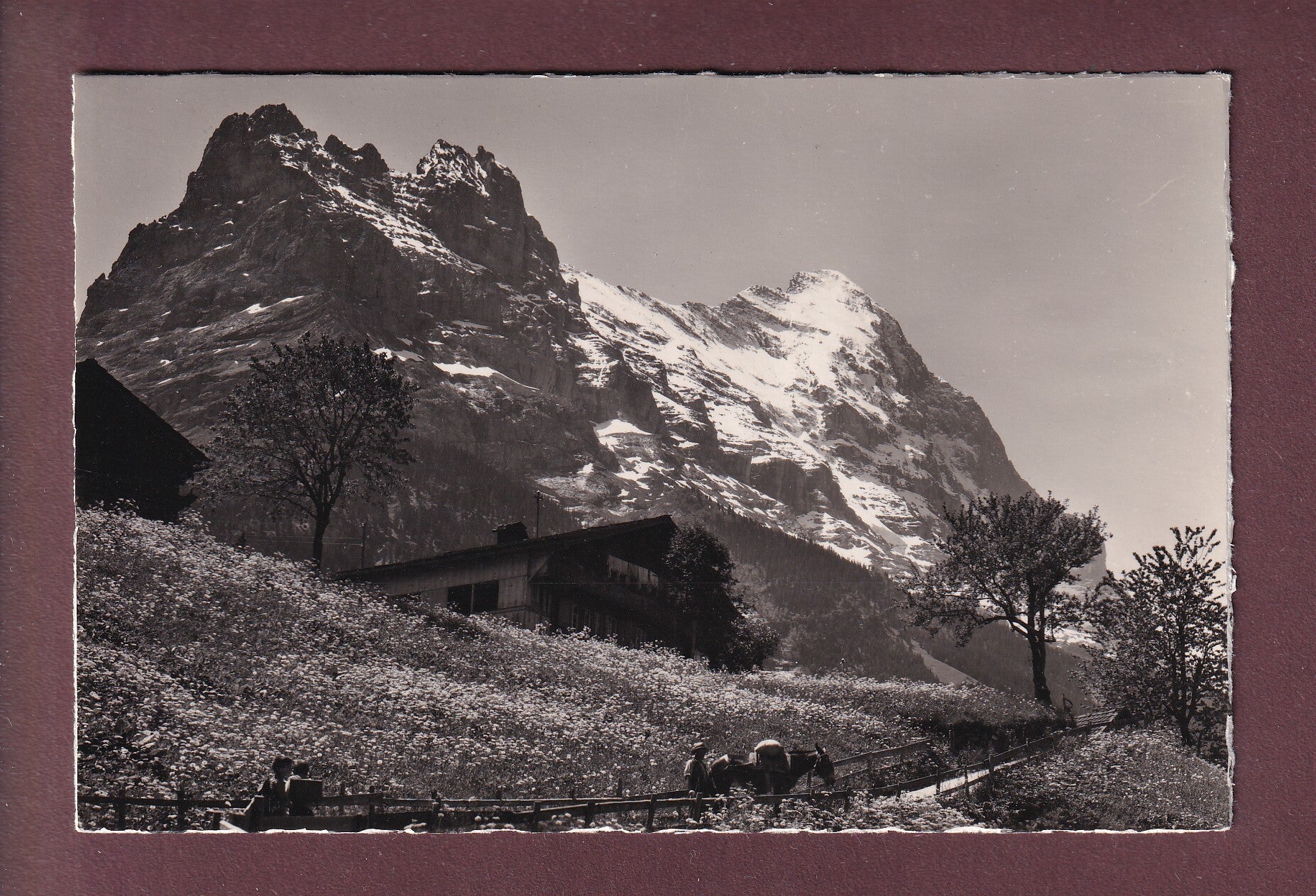 GRINDELWALD - Hörnli - Eiger - 1953