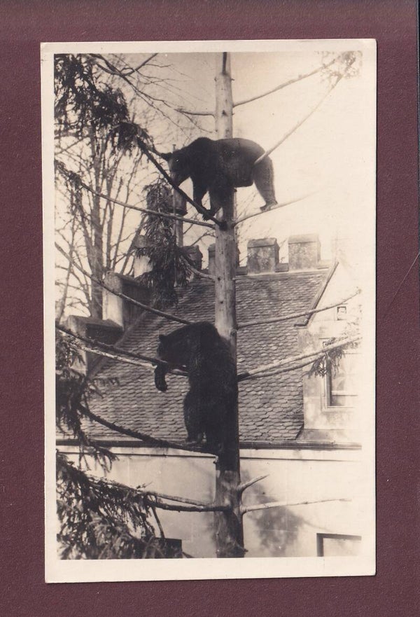 BERN - Bärengraben - 1934