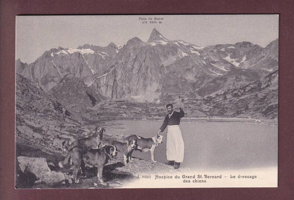 GRAND-SAINT-BERNARD - Dressage des chiens