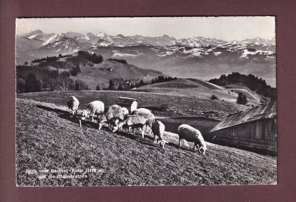 BACHTEL-KULM - Schafherde - 1963