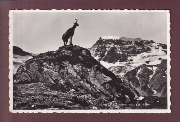 CHAMOIS dans l'alpe