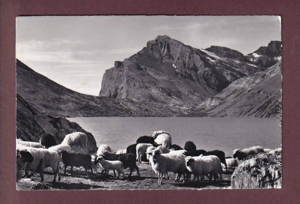 DAUBENSEE am Gemmipass - Schafherde - 1961