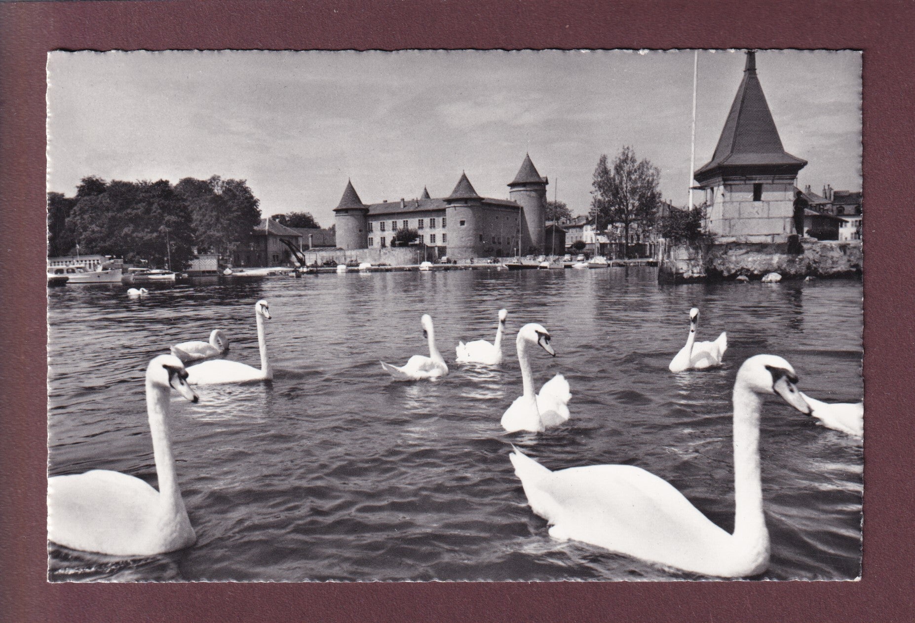 MORGES - Port et Château - Les Cygnes