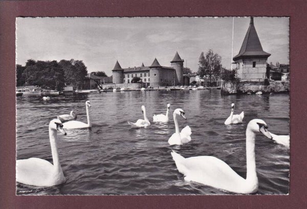 MORGES - Port et Château - Les Cygnes