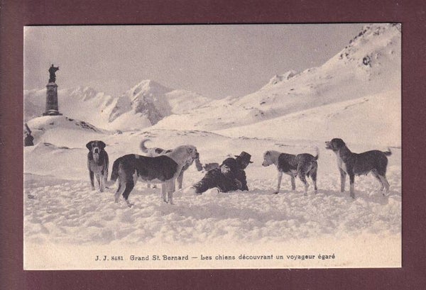 GRAND-SAINT-BERNARD - Chiens en exercice