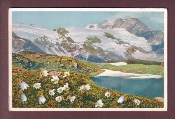 BERNINAPASS - Pulsatilla vernalis