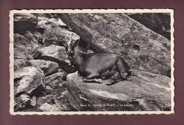 CHEVRE dans la vallée du TRIENT - 1950